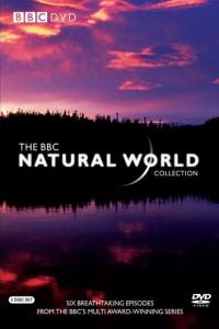 Natural World S28E03 Andrea: Queen of Mantas 720p.10bit.BluRay.x265-budgetbits