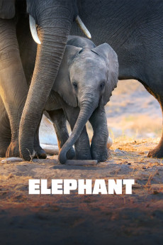 Elephant Documentary مستند