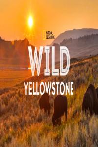 Wild Yellowstone 2020 S01 720p.10bit.WEBRip.x265-budgetbits