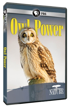 Nature Owl Power Documentary مستند