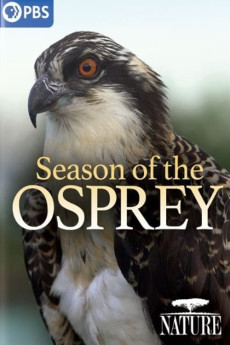 Nature Season of the Osprey Documentary مستند