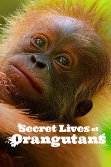 Secret Lives of Orangutans Documentary مستند