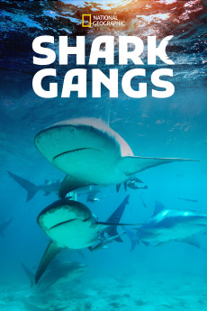 Shark Gangs Documentary مستند