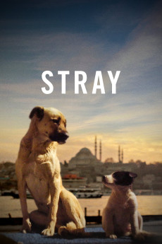 Stray Documentary مستند