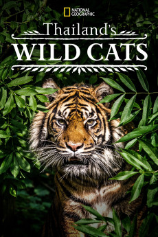 Thailand’s Wild Cats Documentary مستند