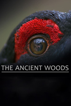 The Ancient Woods Documentary مستند