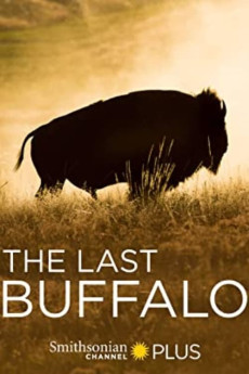 The Last Buffalo Documentary مستند