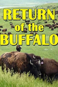 The Return of the Buffalo: Restoring the Great American Prairie Documentary مستند