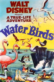 Water Birds Documentary مستند