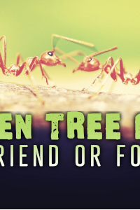 Green Tree Ants: Friend Or Foe? (2023) 1080P WEB-DL H264 MP4