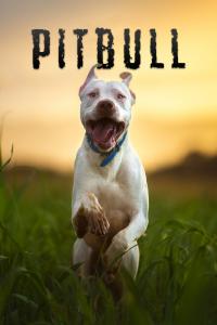 Pitbull.2018.720p.WEBRip [YTS]